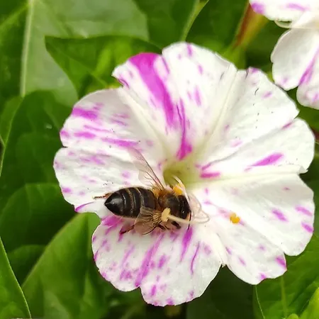 Εξοχικό σπίτι La Colmena Del Geoparque Tr -cc 00489
